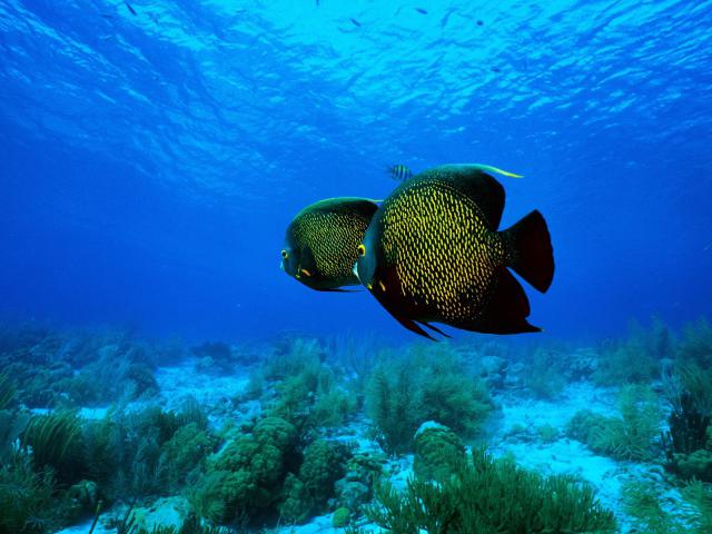 ocean-life-003