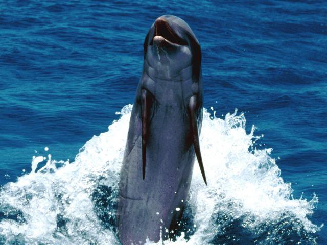 ocean-life-008