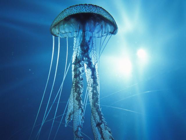 ocean-life-029