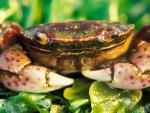 ocean-life-033