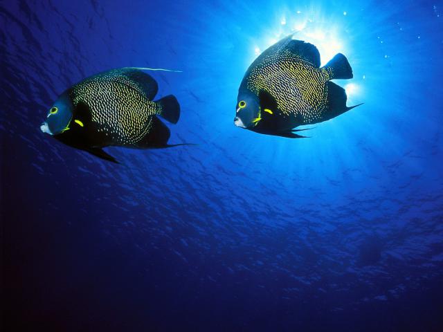 ocean-life-035