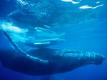 ocean-life-044