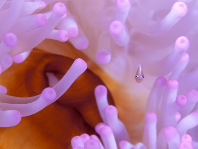 ocean-life-046