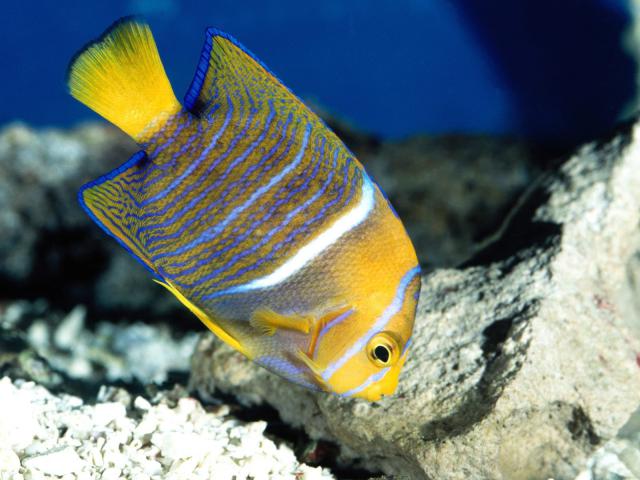 ocean-life-048