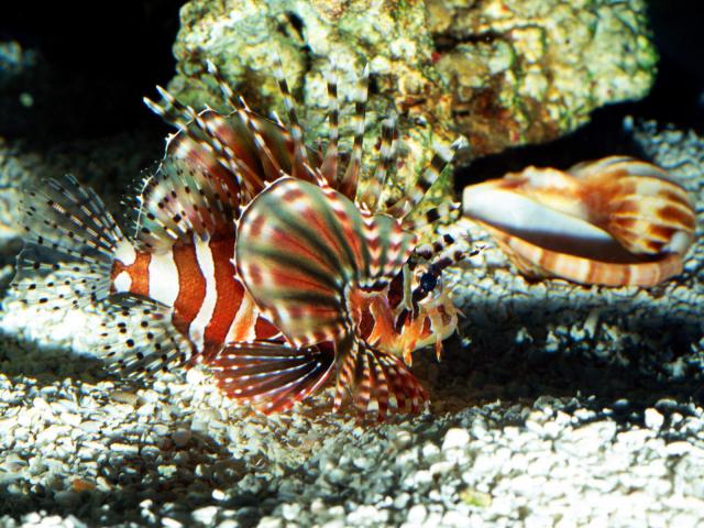 ocean-life-056