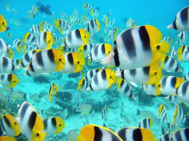 ocean-life-081