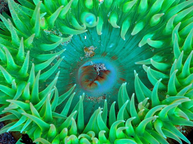 ocean-life-082