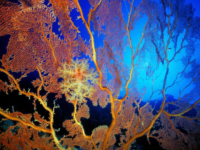 ocean-life-083