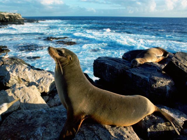ocean-life-099