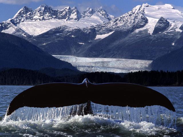ocean-life-105