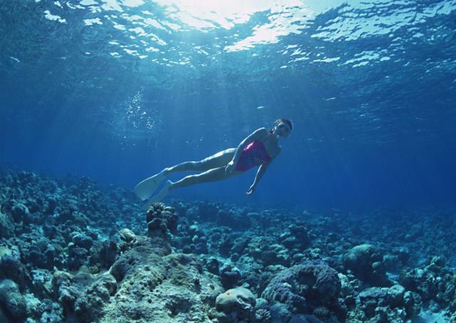 ocean-life-108