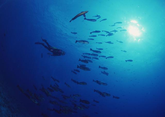 ocean-life-126