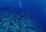 ocean-life-127
