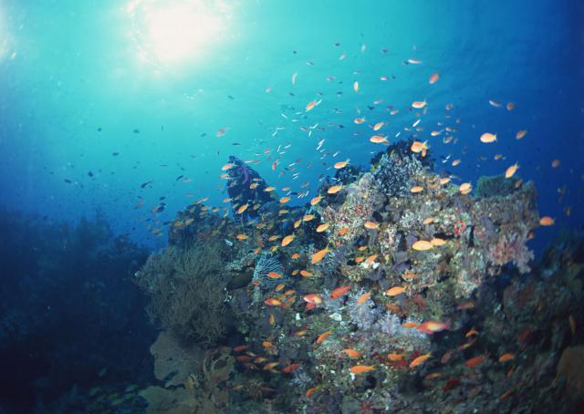 ocean-life-129