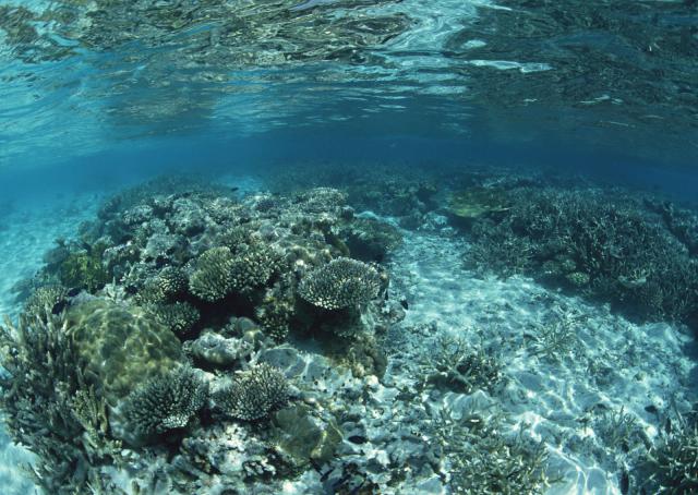 ocean-life-147