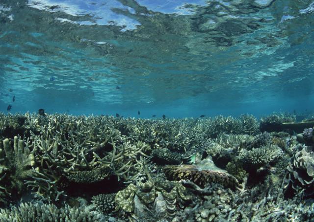 ocean-life-150
