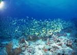 ocean-life-160