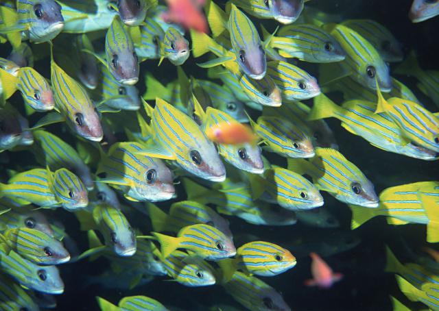 ocean-life-163