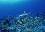 ocean-life-171