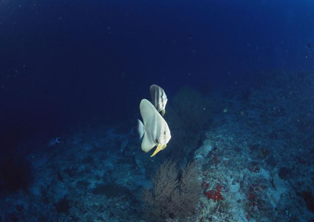 ocean-life-178