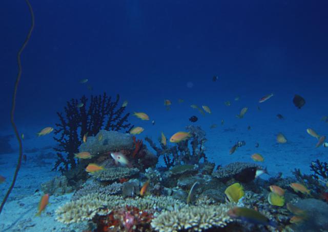 ocean-life-179