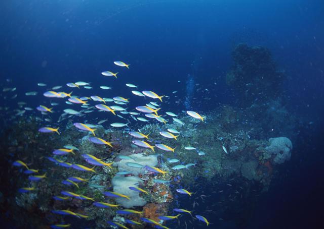 ocean-life-180