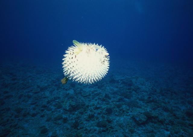 ocean-life-187