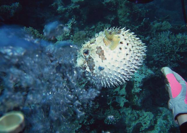 ocean-life-188