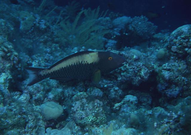 ocean-life-192