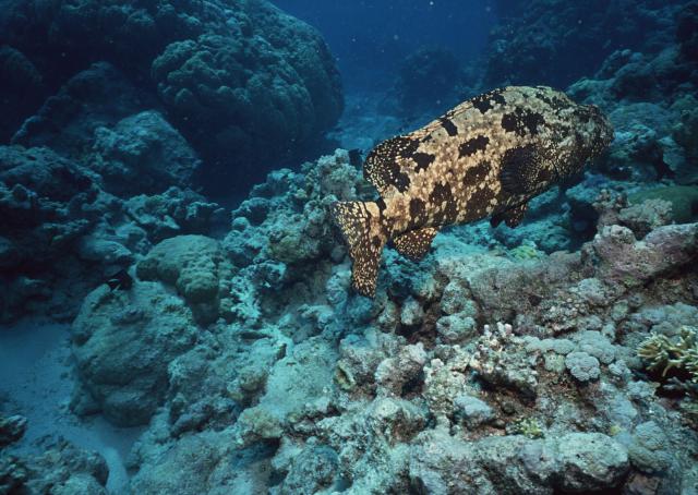 ocean-life-194