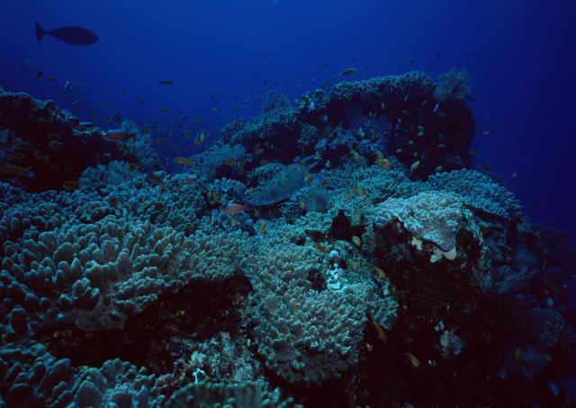 ocean-life-196