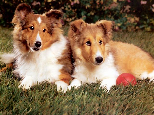 dog_103