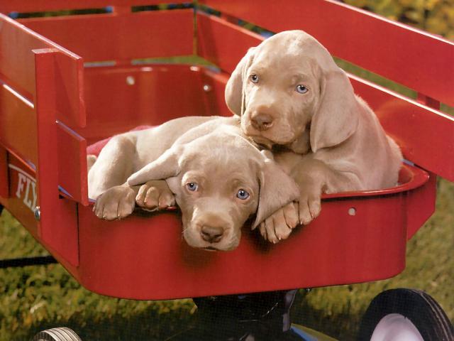 dog_107
