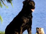 dog_112