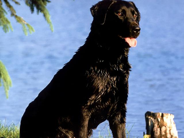 dog_112