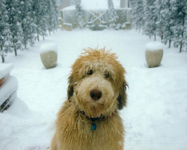 dog_114