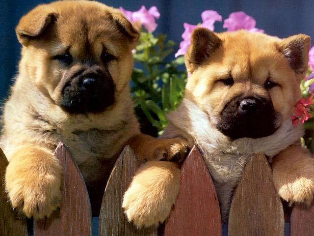dog_116