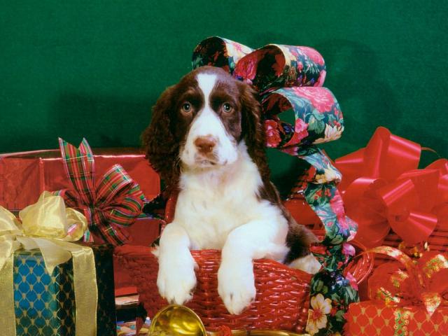 dog_123