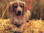 dog_132