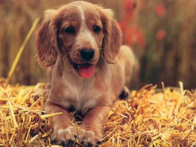 dog_132