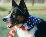 dog_133