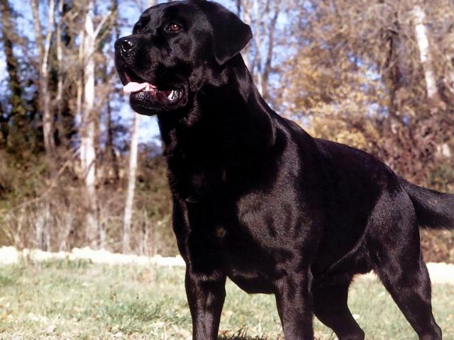 dog_136