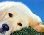dog_141