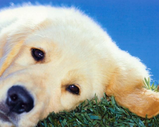 dog_141