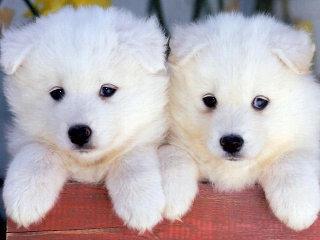 dog_144