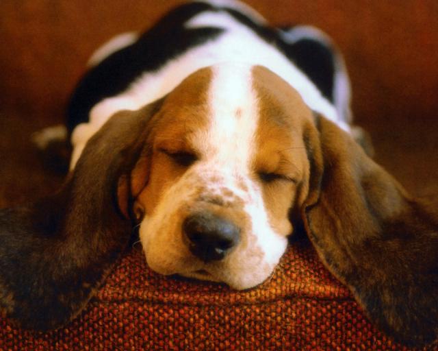 dog_145