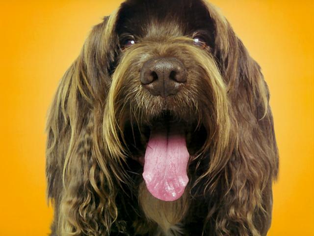 dog_148