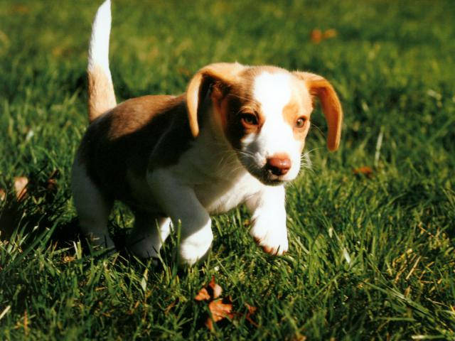 dog_150
