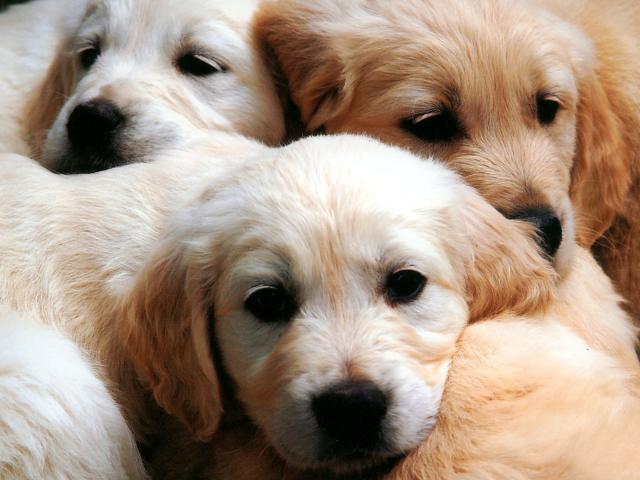 dog_153