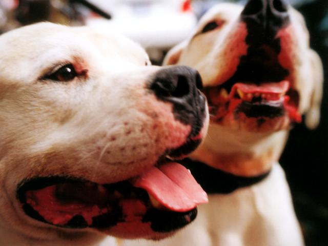 dog_158